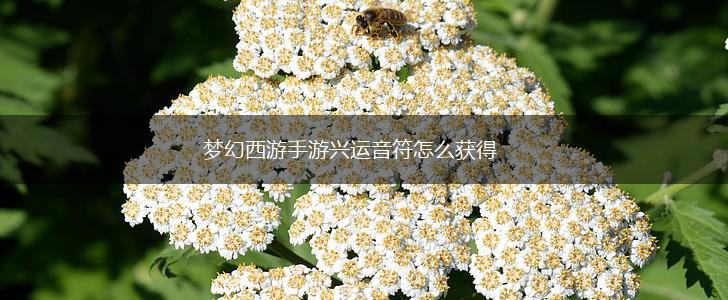 梦幻西游手游兴运音符怎么获得,第1张