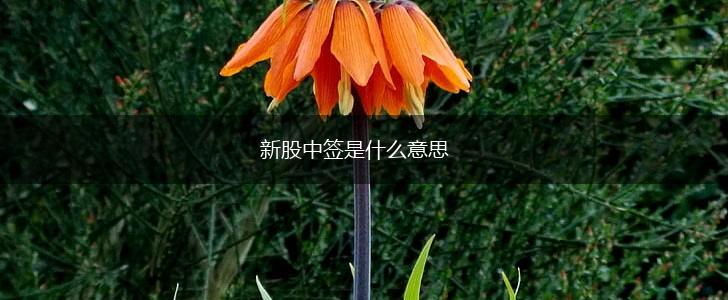 新股中签是什么意思,第1张