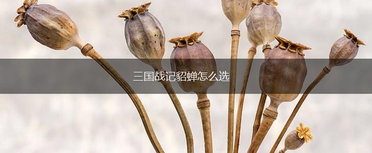 三国战记貂蝉怎么选,第1张 三国战记貂蝉怎么选,第1张