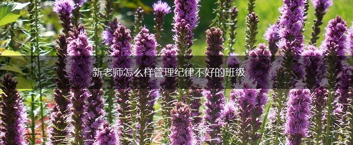新老师怎么样管理纪律不好的班级,第1张