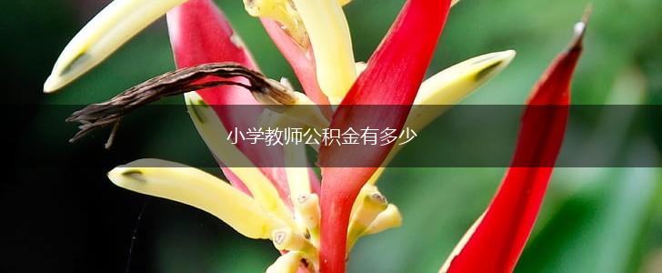 小学教师公积金有多少,第1张