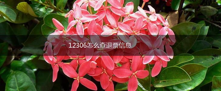 12306怎么查退票信息,第1张