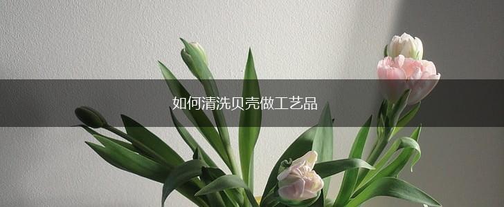 如何清洗贝壳做工艺品,第1张