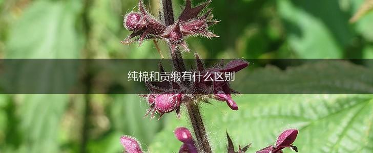 纯棉和贡缎有什么区别,第1张