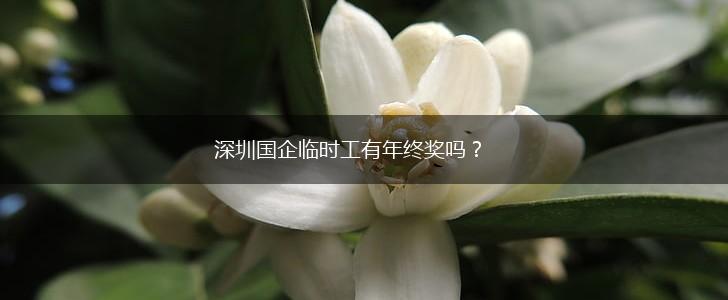 深圳国企临时工有年终奖吗？,第1张