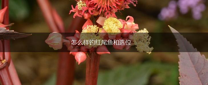 怎么样钓红尾鱼和选位,第1张