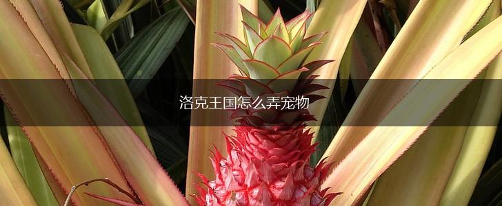 洛克王国怎么弄宠物,第1张