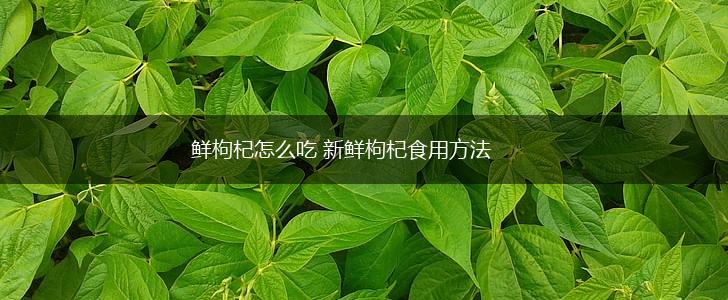 鲜枸杞怎么吃 新鲜枸杞食用方法,第1张 鲜枸杞怎么吃 新鲜枸杞食用方法,第1张
