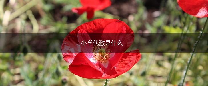 小学代数是什么,第1张