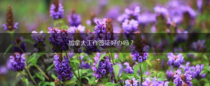 加拿大工作签证好办吗？,第1张