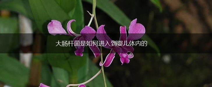 大肠杆菌是如何进入到婴儿体内的,第1张