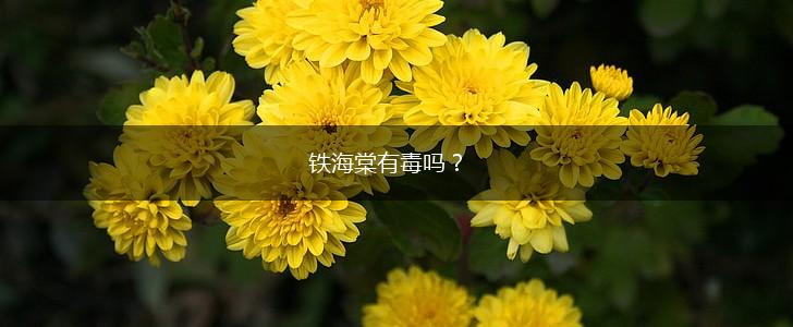 铁海棠有毒吗？,第1张