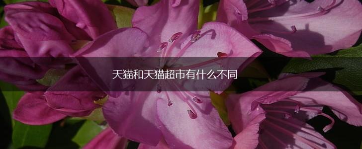 天猫和天猫超市有什么不同,第1张