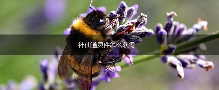 神仙道灵件怎么获得,第1张