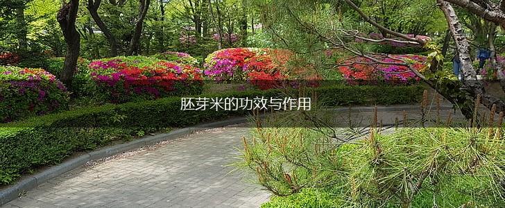 胚芽米的功效与作用,第1张