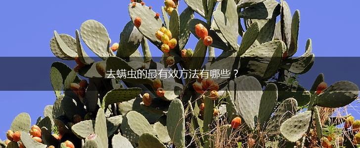去螨虫的最有效方法有哪些？,第1张