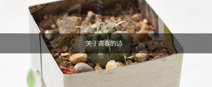 关于青春的诗,第1张