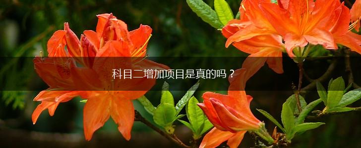 科目二增加项目是真的吗？,第1张