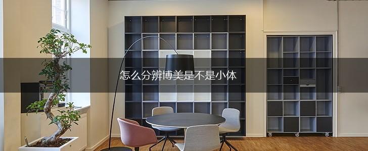 怎么分辨博美是不是小体,第1张