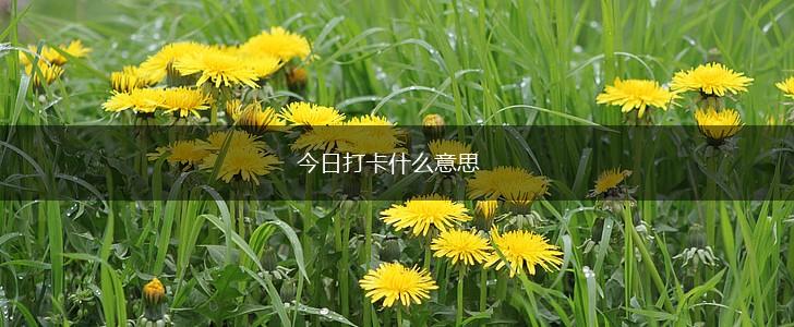 今日打卡什么意思,第1张