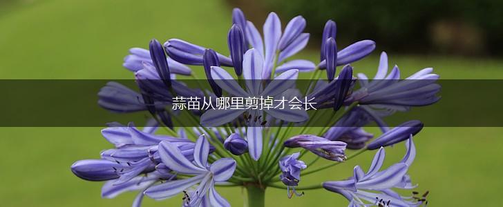 蒜苗从哪里剪掉才会长,第1张