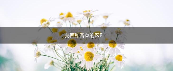 芫茜和香菜的区别,第1张