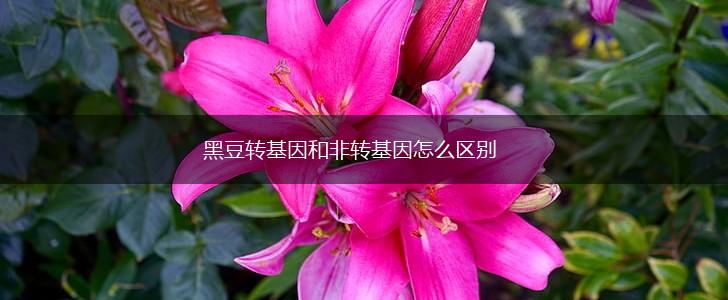 黑豆转基因和非转基因怎么区别,第1张