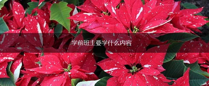 学前班主要学什么内容,第1张