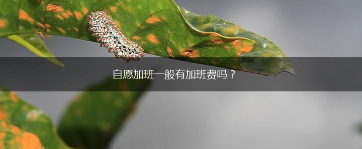 自愿加班一般有加班费吗？,第1张