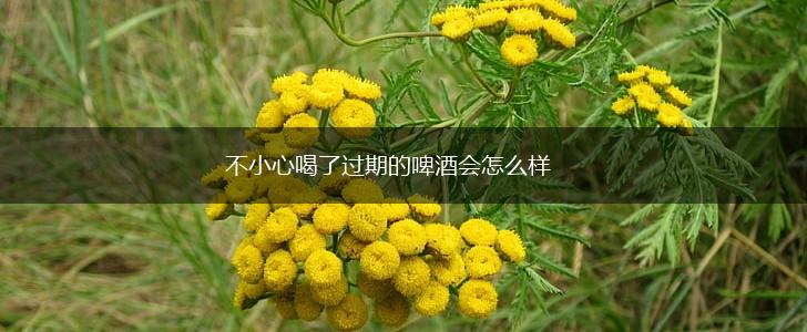 不小心喝了过期的啤酒会怎么样,第1张
