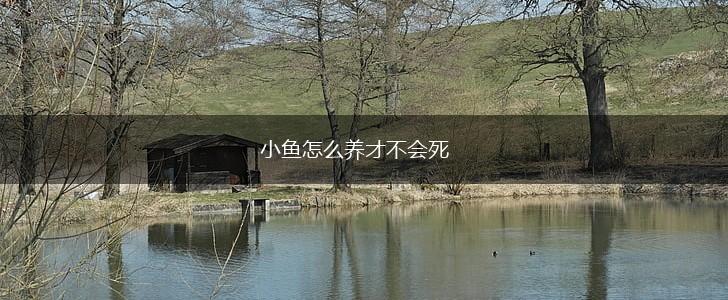 小鱼怎么养才不会死,第1张