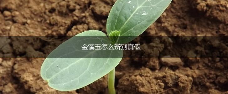 金镶玉怎么辨别真假,第1张