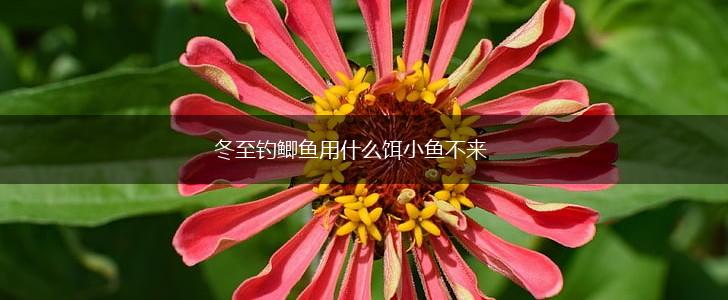 冬至钓鲫鱼用什么饵小鱼不来,第1张