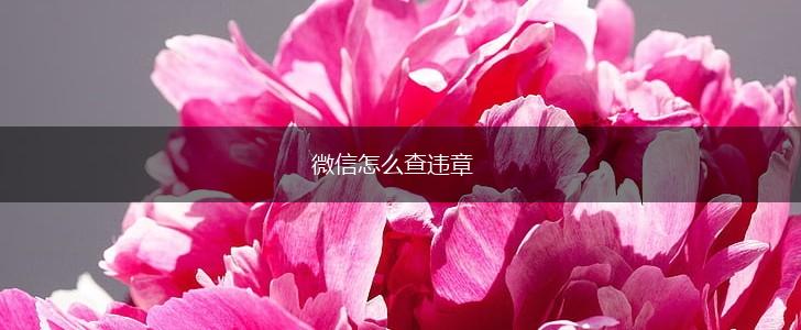 微信怎么查违章,第1张