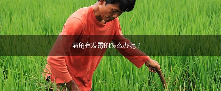 墙角有发霉的怎么办呢？,第1张