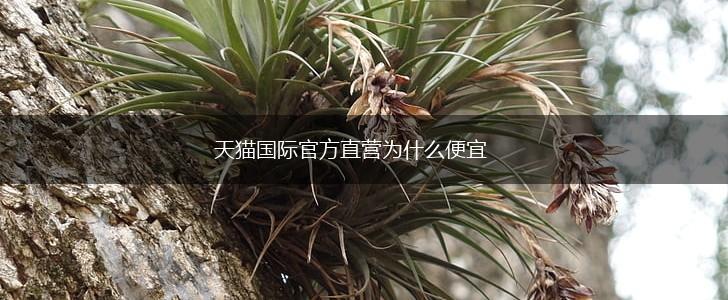 天猫国际官方直营为什么便宜,第1张