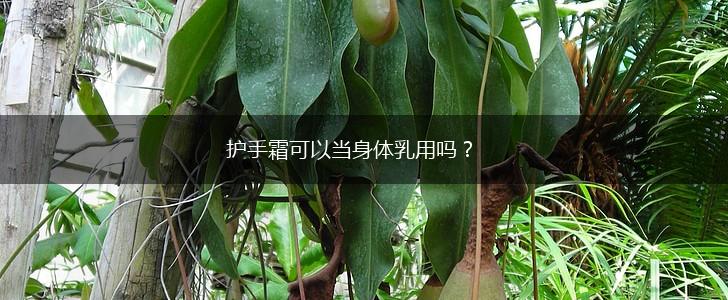 护手霜可以当身体乳用吗？,第1张