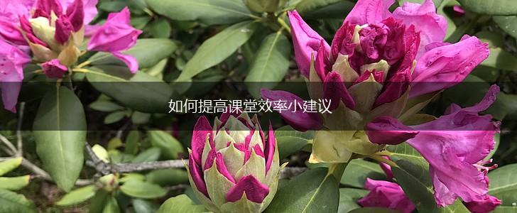 如何提高课堂效率小建议,第1张