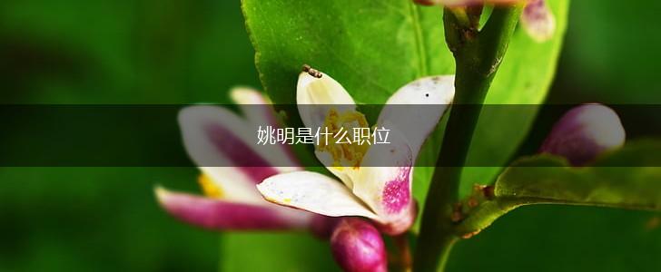 姚明是什么职位,第1张