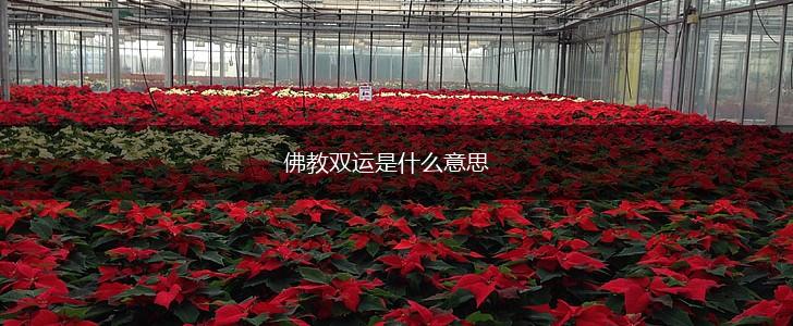 佛教双运是什么意思,第1张