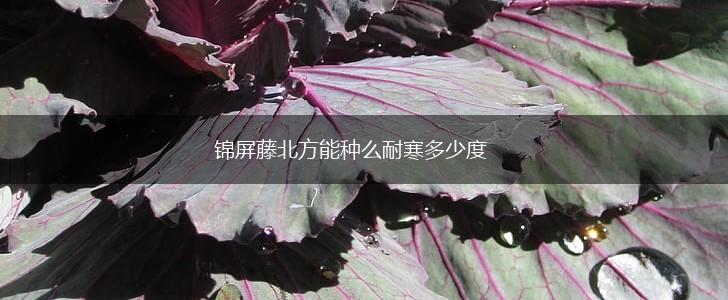 锦屏藤北方能种么耐寒多少度,第1张
