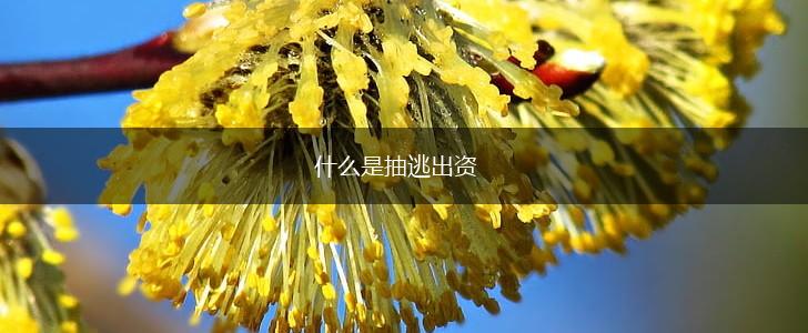 什么是抽逃出资,第1张