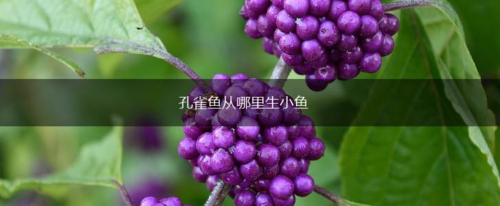 孔雀鱼从哪里生小鱼,第1张 孔雀鱼从哪里生小鱼,第1张