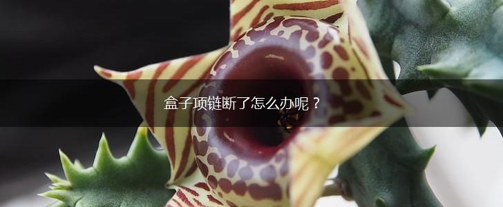 盒子项链断了怎么办呢？,第1张
