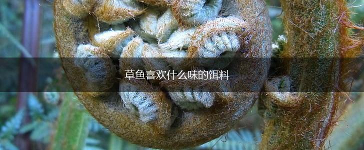草鱼喜欢什么味的饵料,第1张