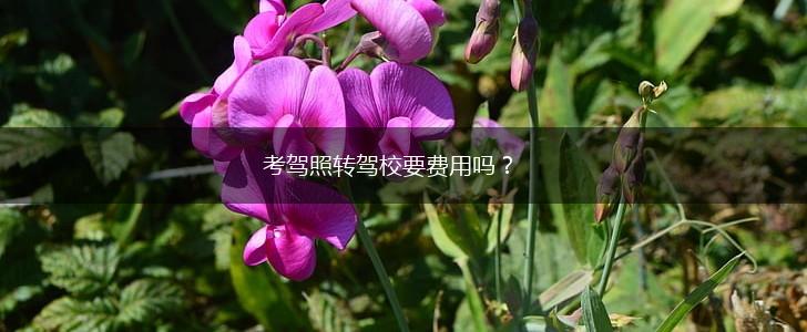 考驾照转驾校要费用吗？,第1张