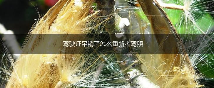 驾驶证吊销了怎么重新考驾照,第1张