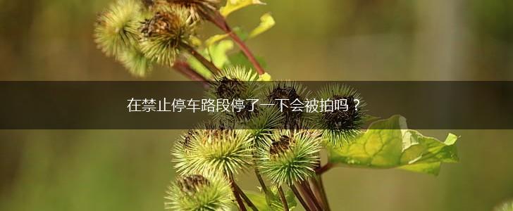 在禁止停车路段停了一下会被拍吗？,第1张