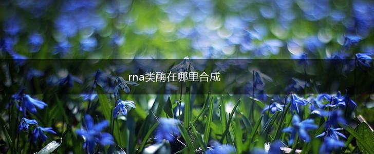 rna类酶在哪里合成,第1张