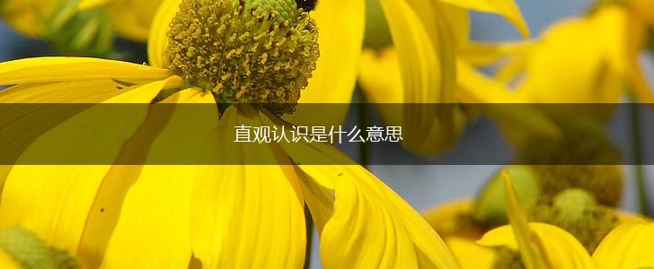 直观认识是什么意思,第1张